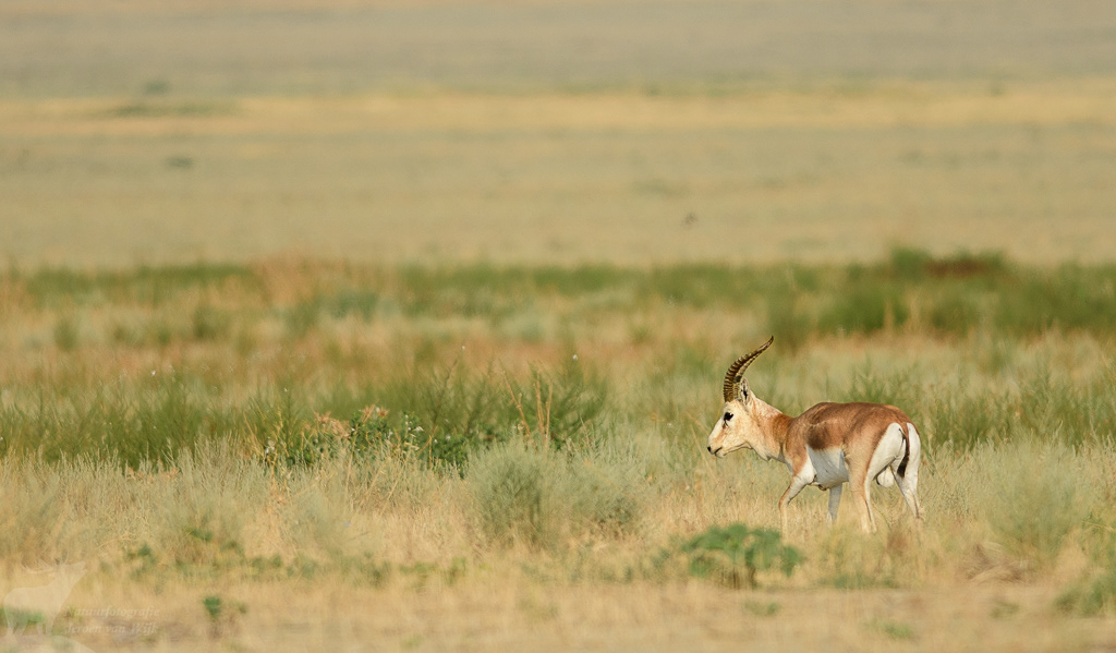 Goitered gazelle (Gazella subgutturosa)