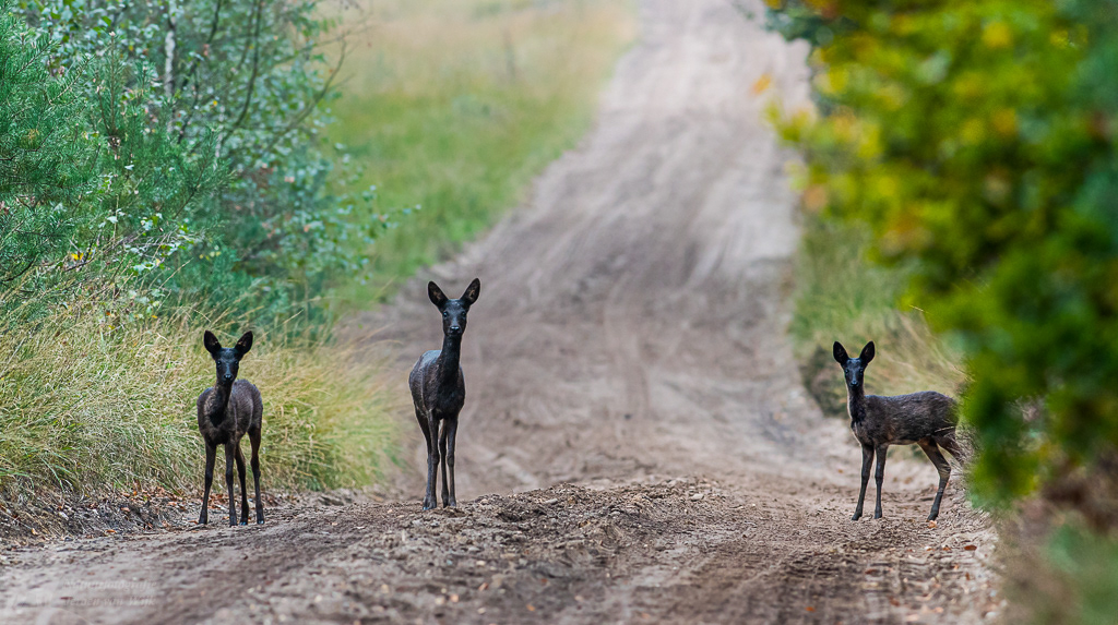 Melanistic Roe Deer (Capreolus capreolus)