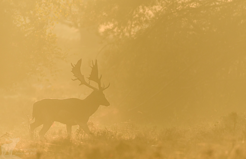 Fallow deer (Dama dama)