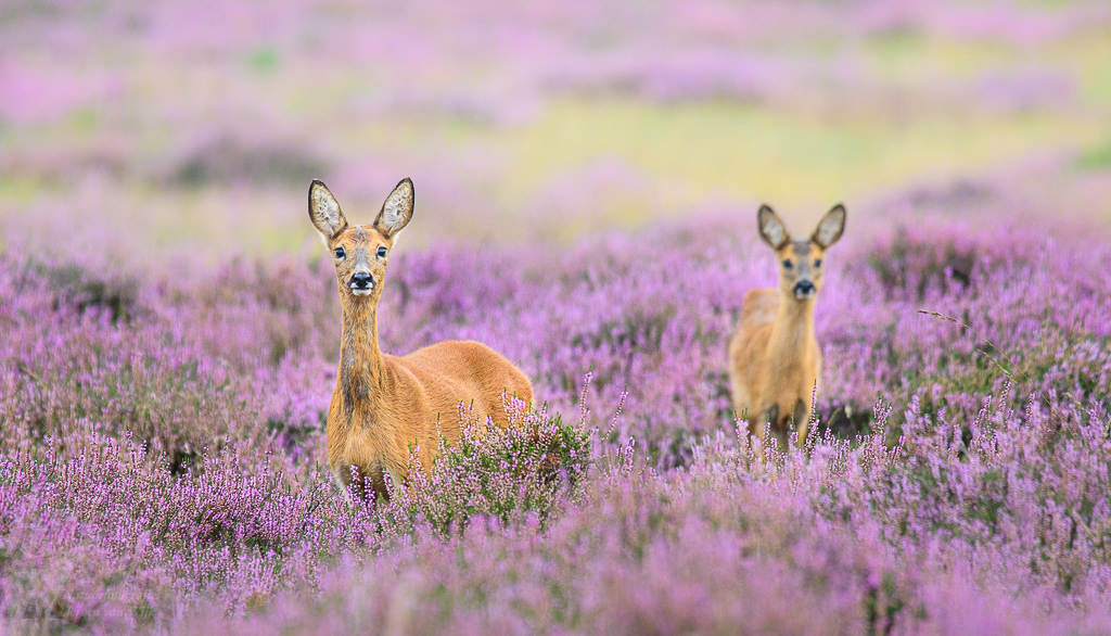 Roe Deer (Capreolus capreolus)