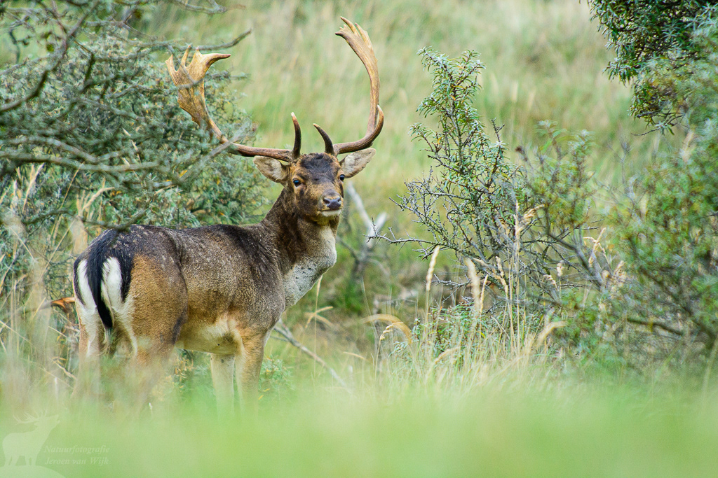 Fallow deer (Dama dama)