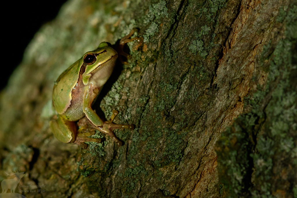 European tree frog (Hyla arborea) in the Danube Delta.