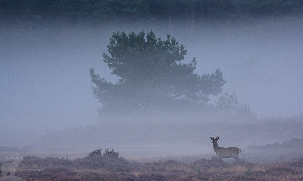 Red Deer (Cervus elaphus)