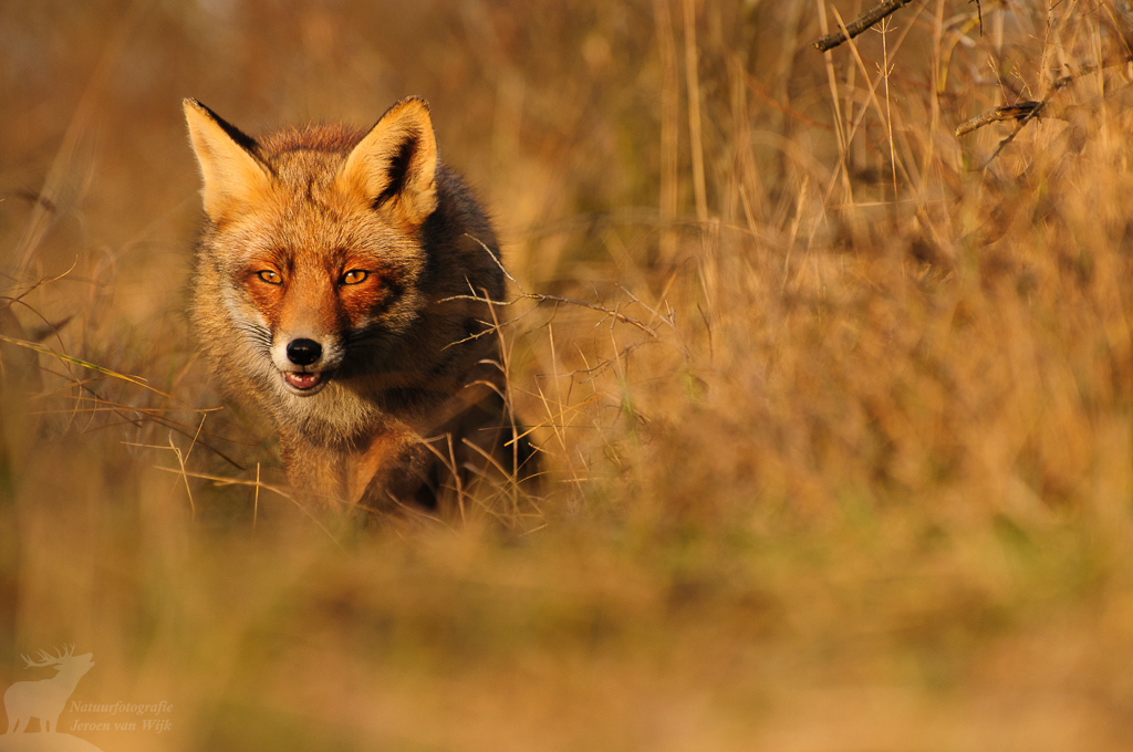 Red fox (Vulpes vulpes)