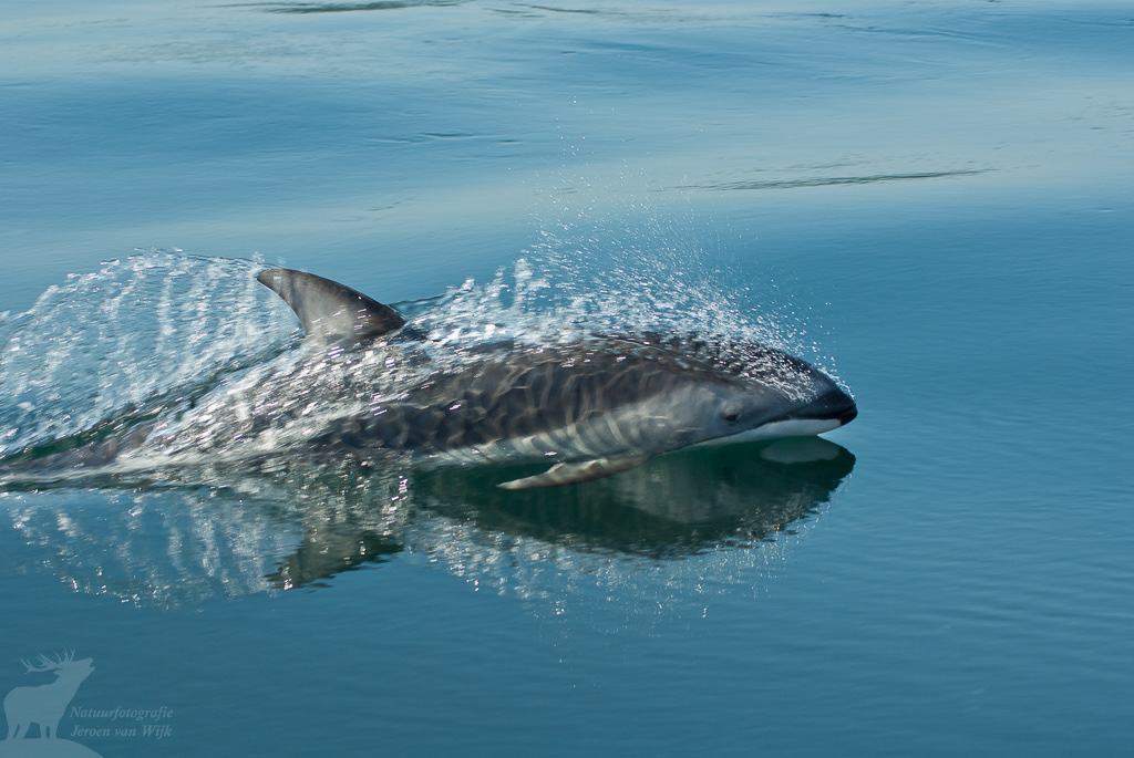 Pacific white-sided dolphin (Lagenorhynchus obliquidens)