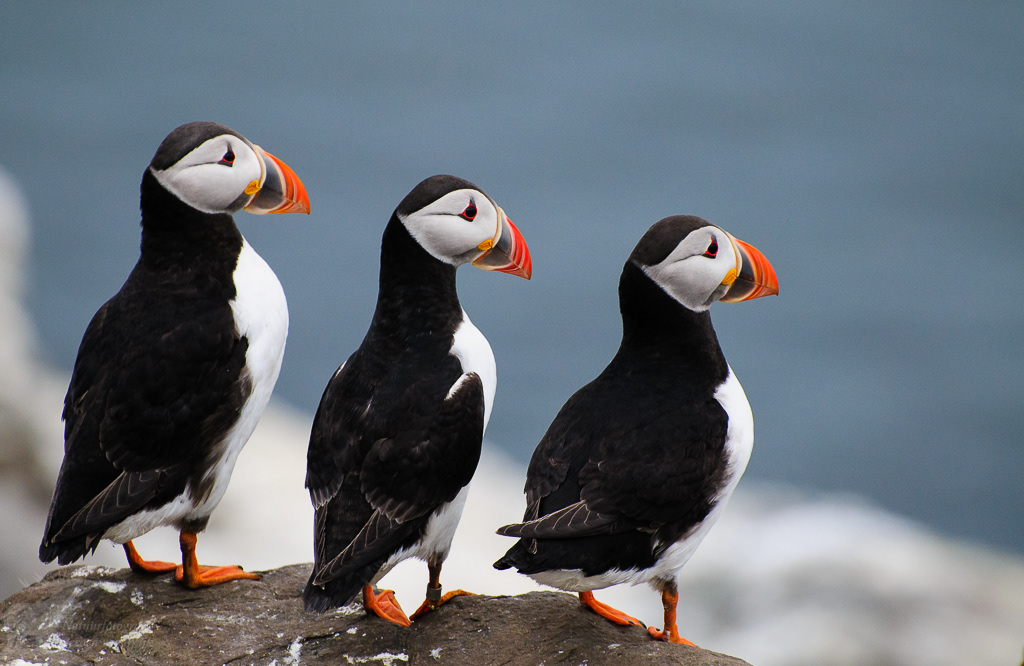 Atlantic puffin (Fratercula arctica)