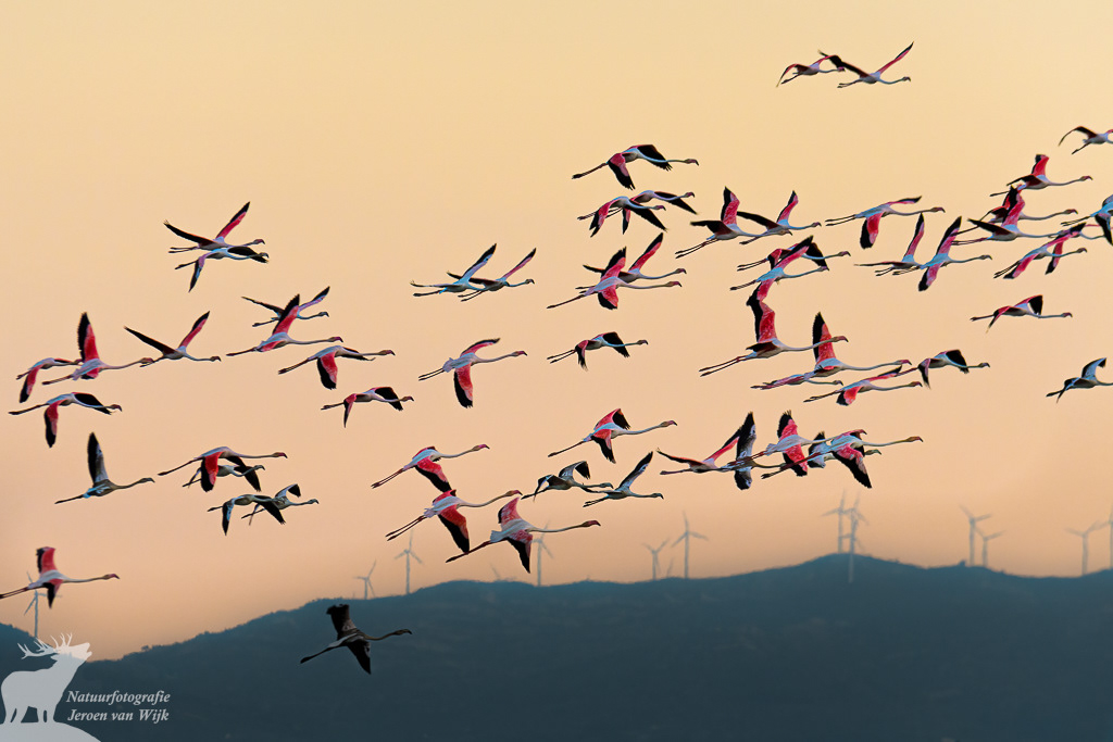 Greater flamingos (Phoenicopterus roseus), Ebro delta