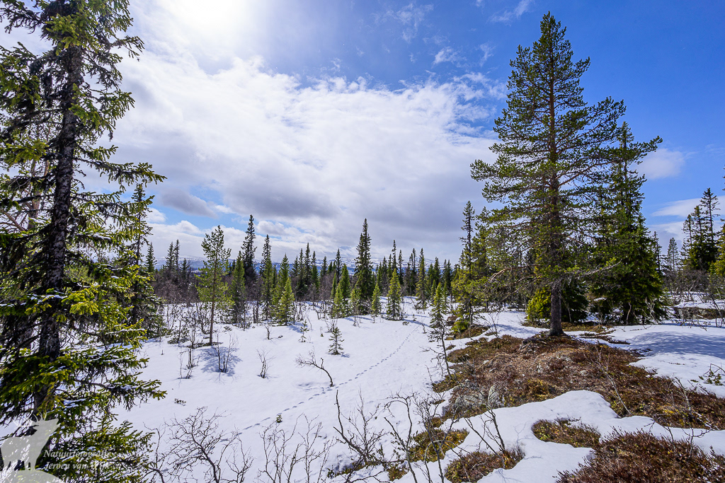 Wolf tracks in the snow, Messlingen