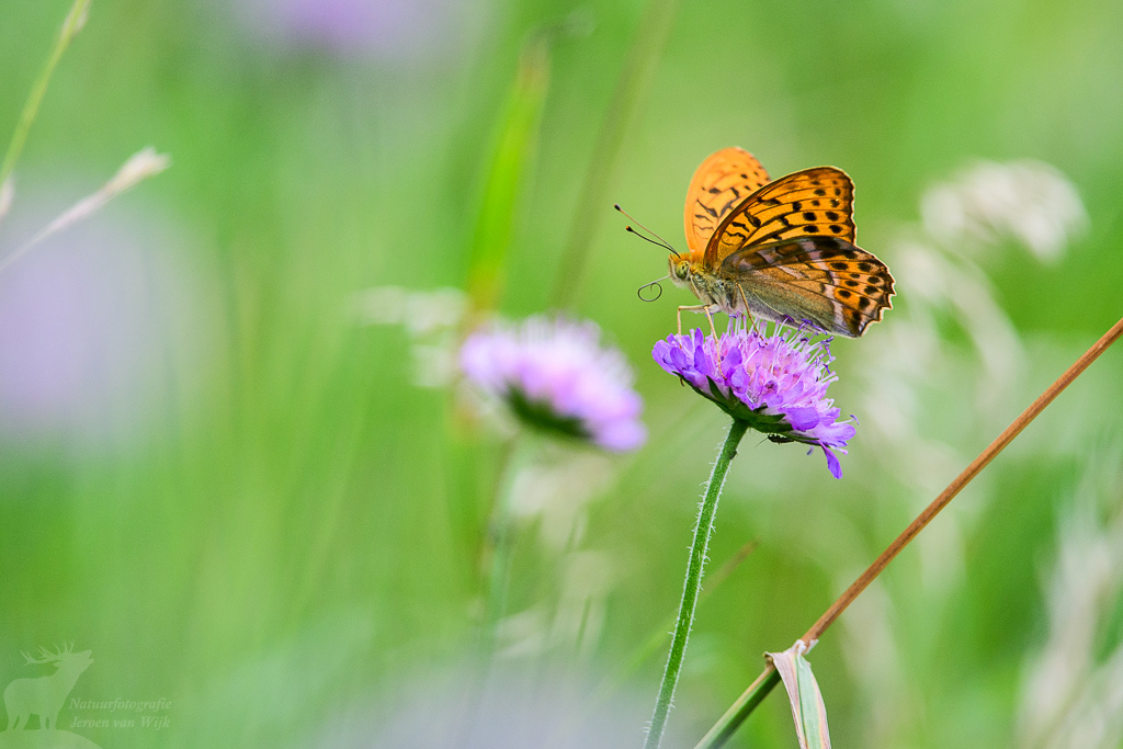 Silver-washed fritillary (Argynnis paphia), Białowieża