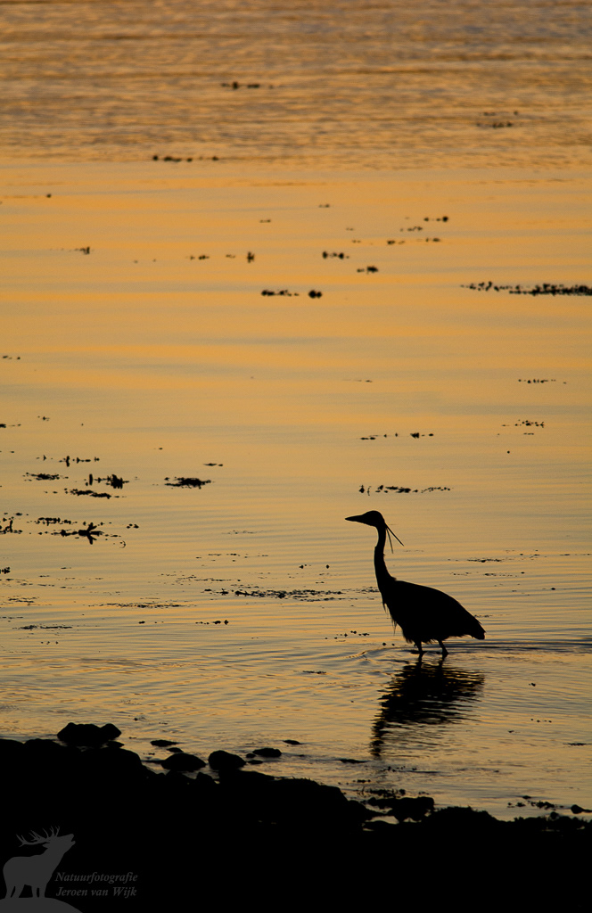 Grey heron (Ardea cinerea) at sunset