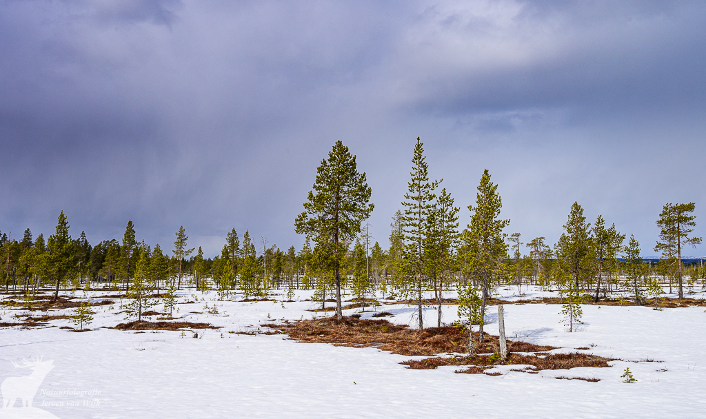 Pines on a snowy peat bog, Dalarna