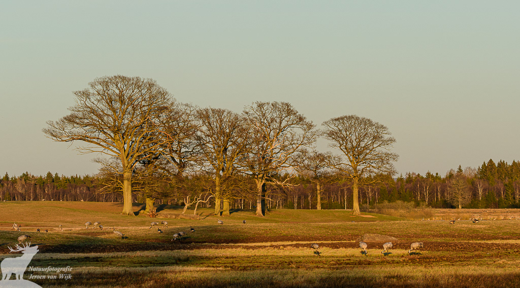 Common cranes (Grus grus)