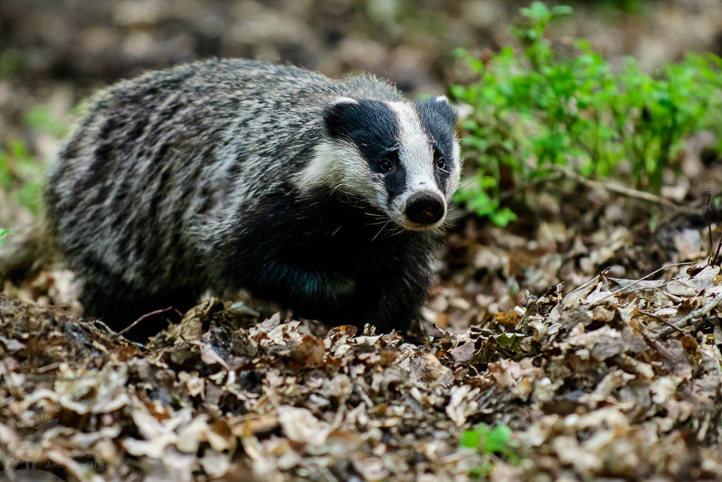 European badger (Meles meles)