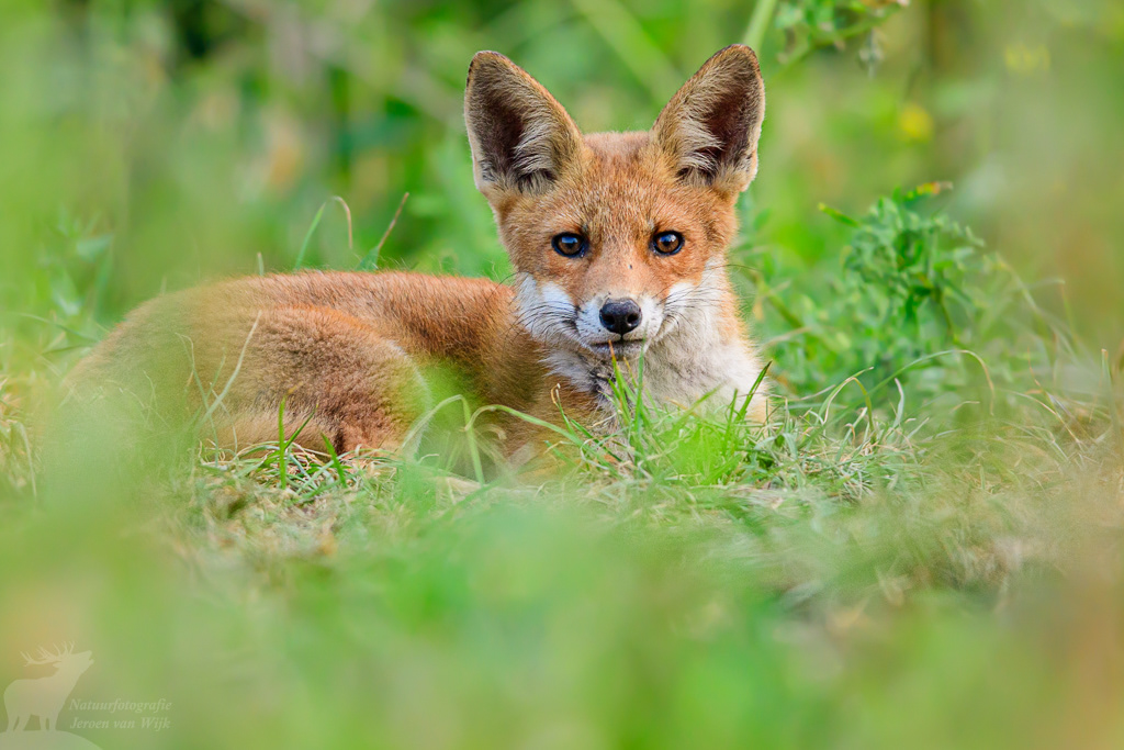 Red fox (Vulpes vulpes)