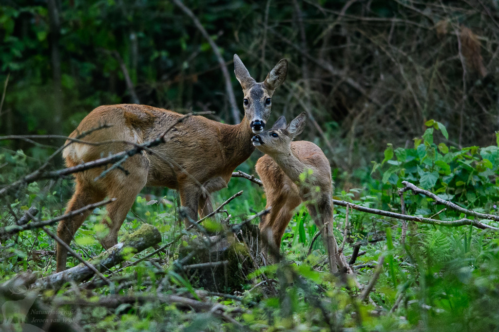 Roe deer (Capreolus capreolus), Białowieża