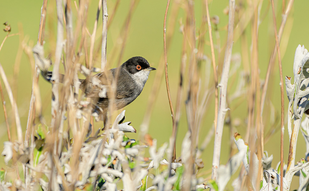 Sardinian warbler (Sylvia melanocephala), Methoni, Greece