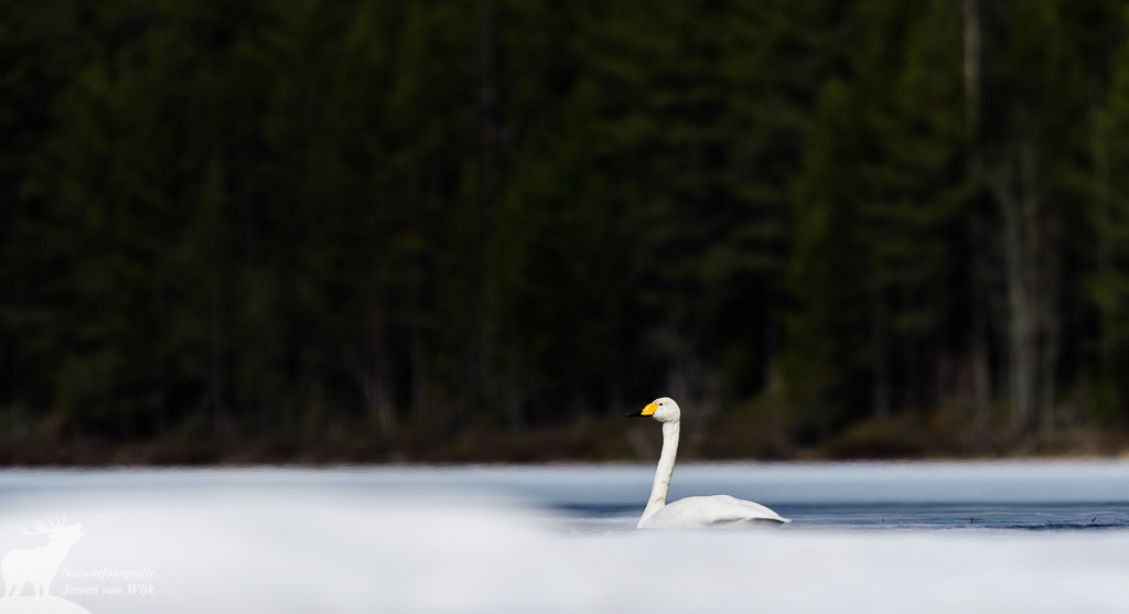 Whooper swan (Cygnus cygnus)