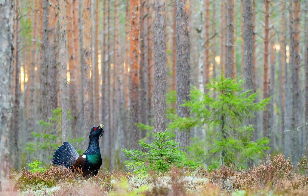 Capercaillie (Tetrao urogallus)