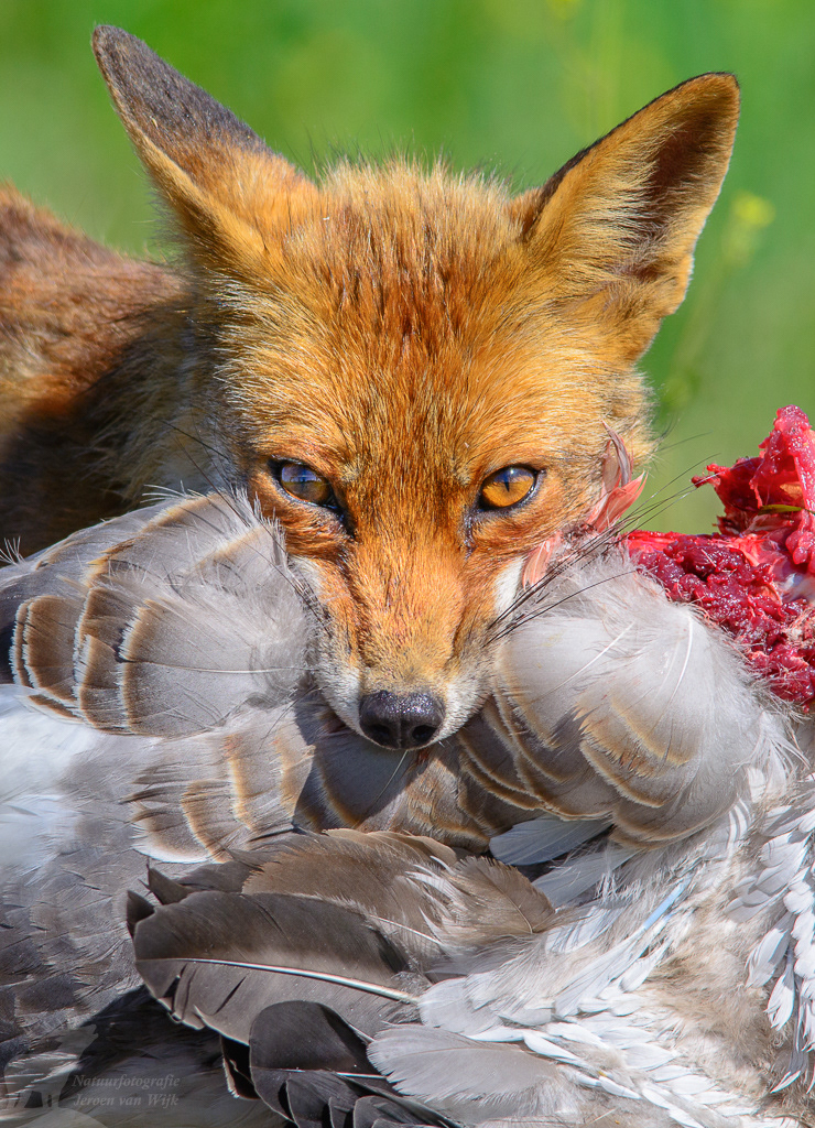 Red fox (Vulpes vulpes)