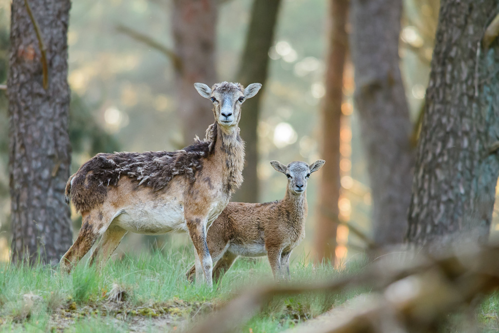 European mouflon (Ovis orientalis musimon)
