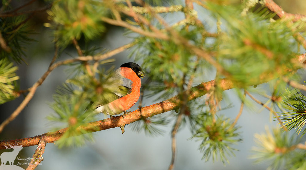 Male bullfinch (Pyrrhula pyrrhula)