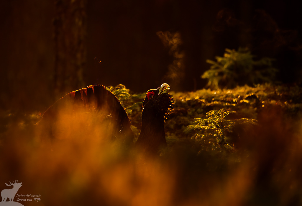 Capercaillie (Tetrao urogallus)