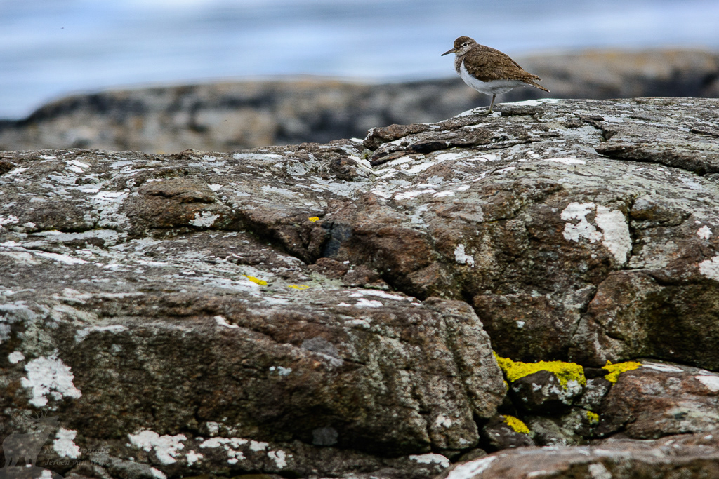 Common sandpiper (Actitis hypoleucos)