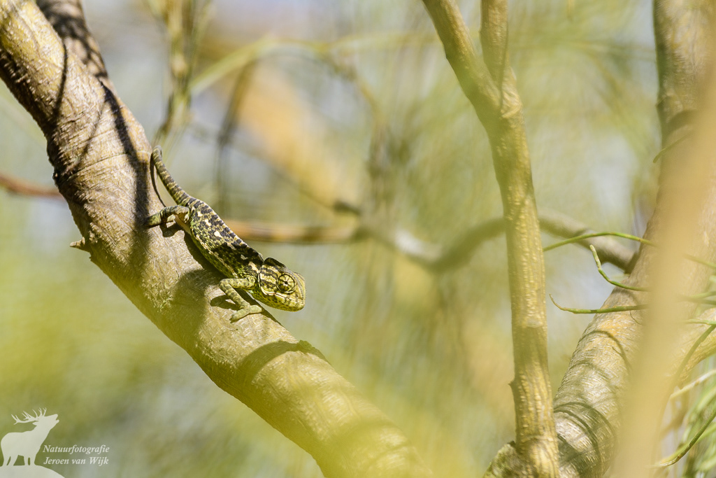 Common chameleon (Chamaeleo chamaeleon), Barbate