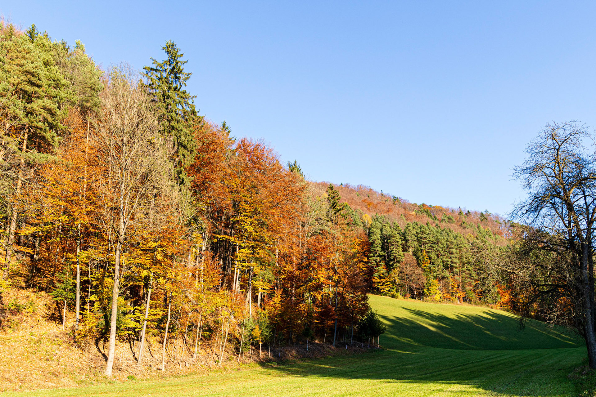 Autumn near Kienegg, Bucklige Welt, Lower Austria