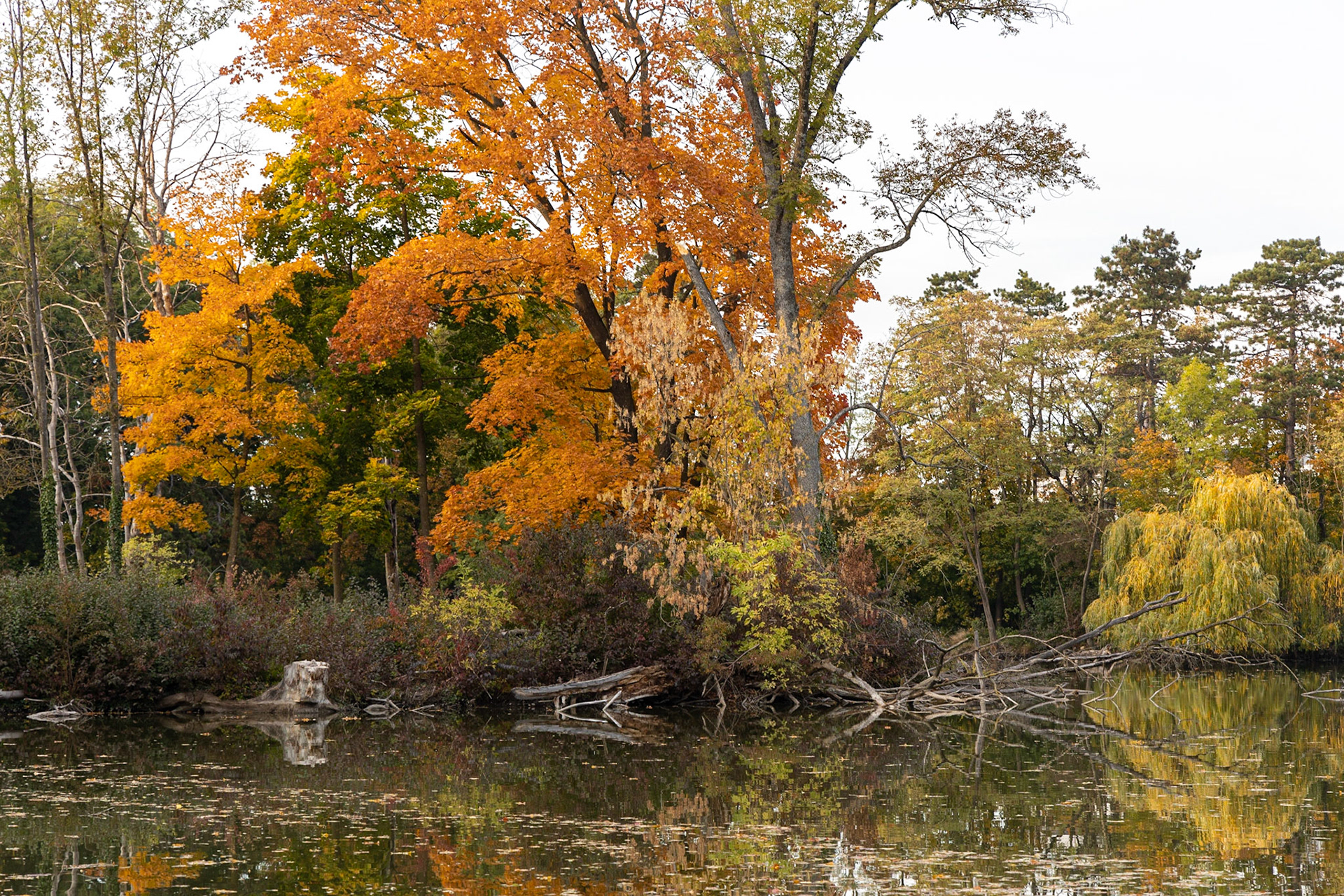 The Pionierteich in Wiener Neustadt, Lower Austria