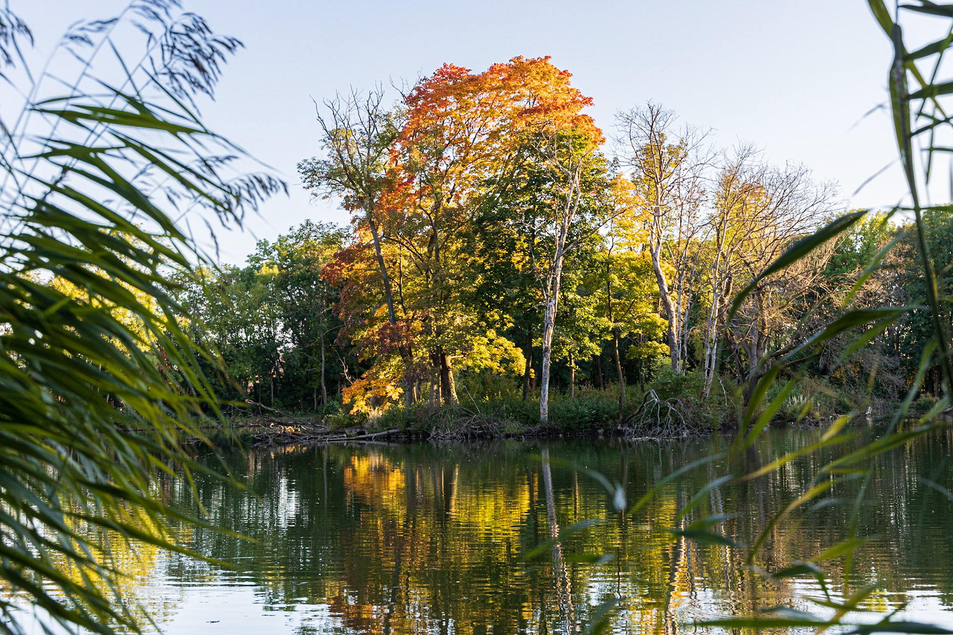 The Pionierteich in Wiener Neustadt, Lower Austria