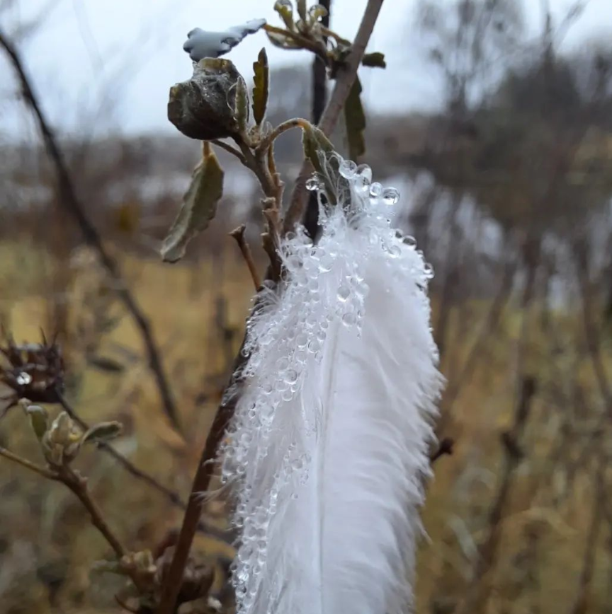 Pluma y lluvia