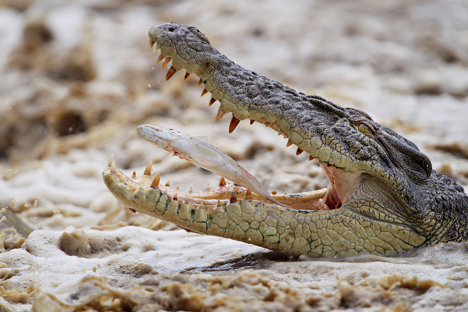 Вымирание крокодилов