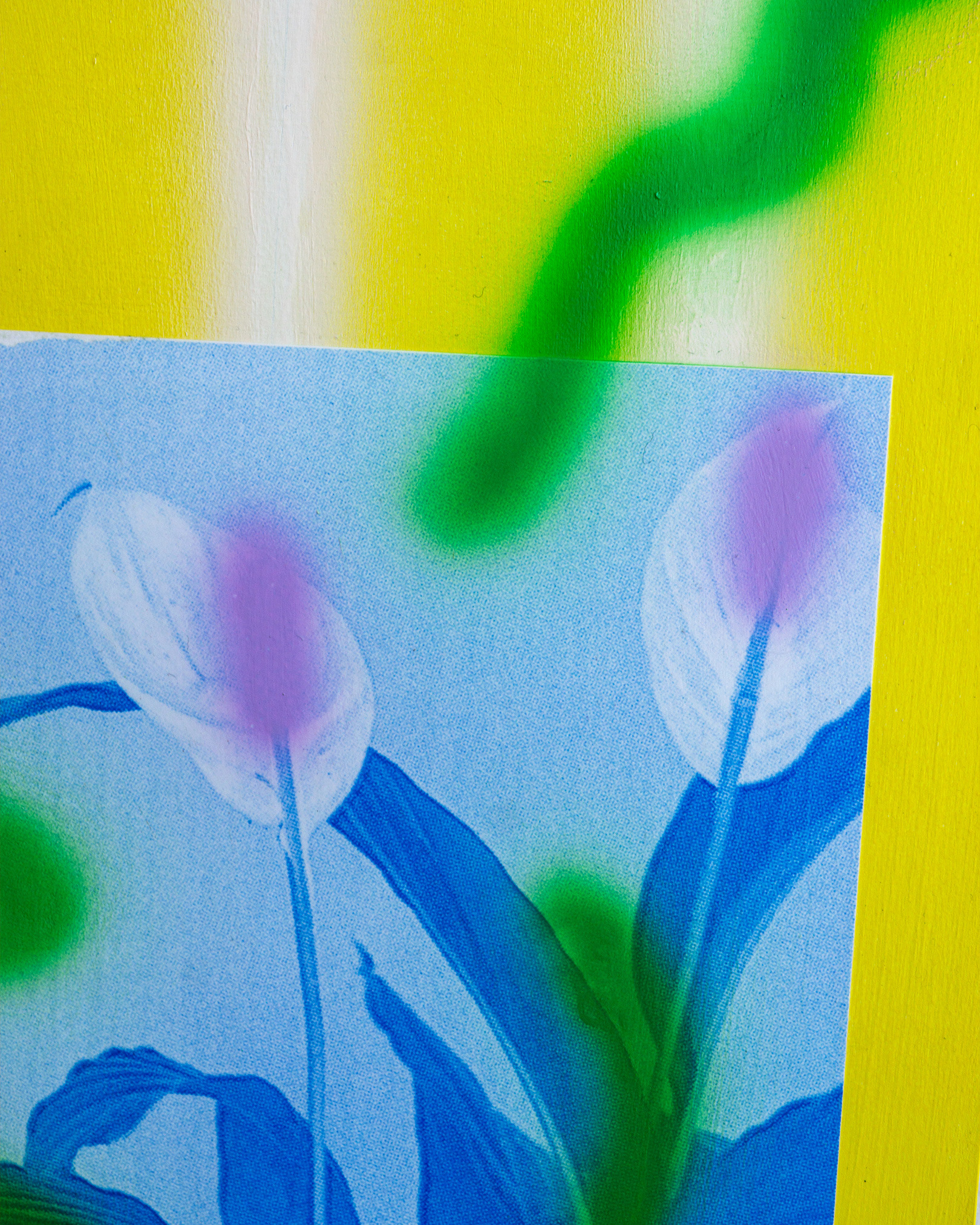 Details - ‘Calypso’ 2024