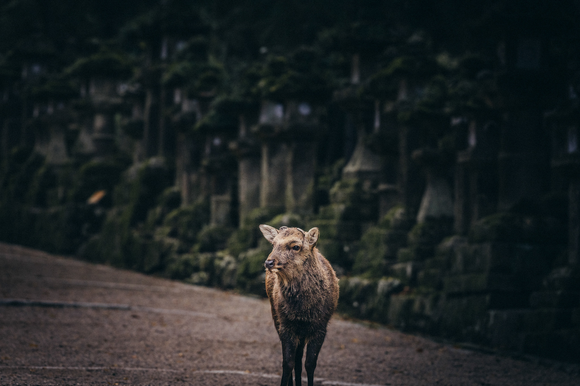 Nara deer travel editorial image