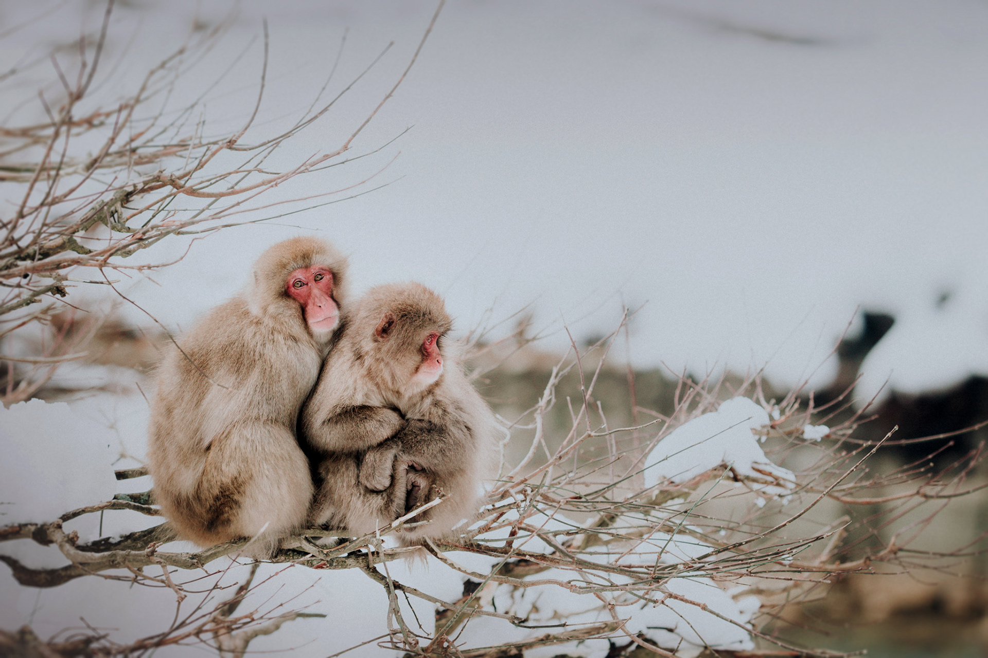Nagano snow monkeys