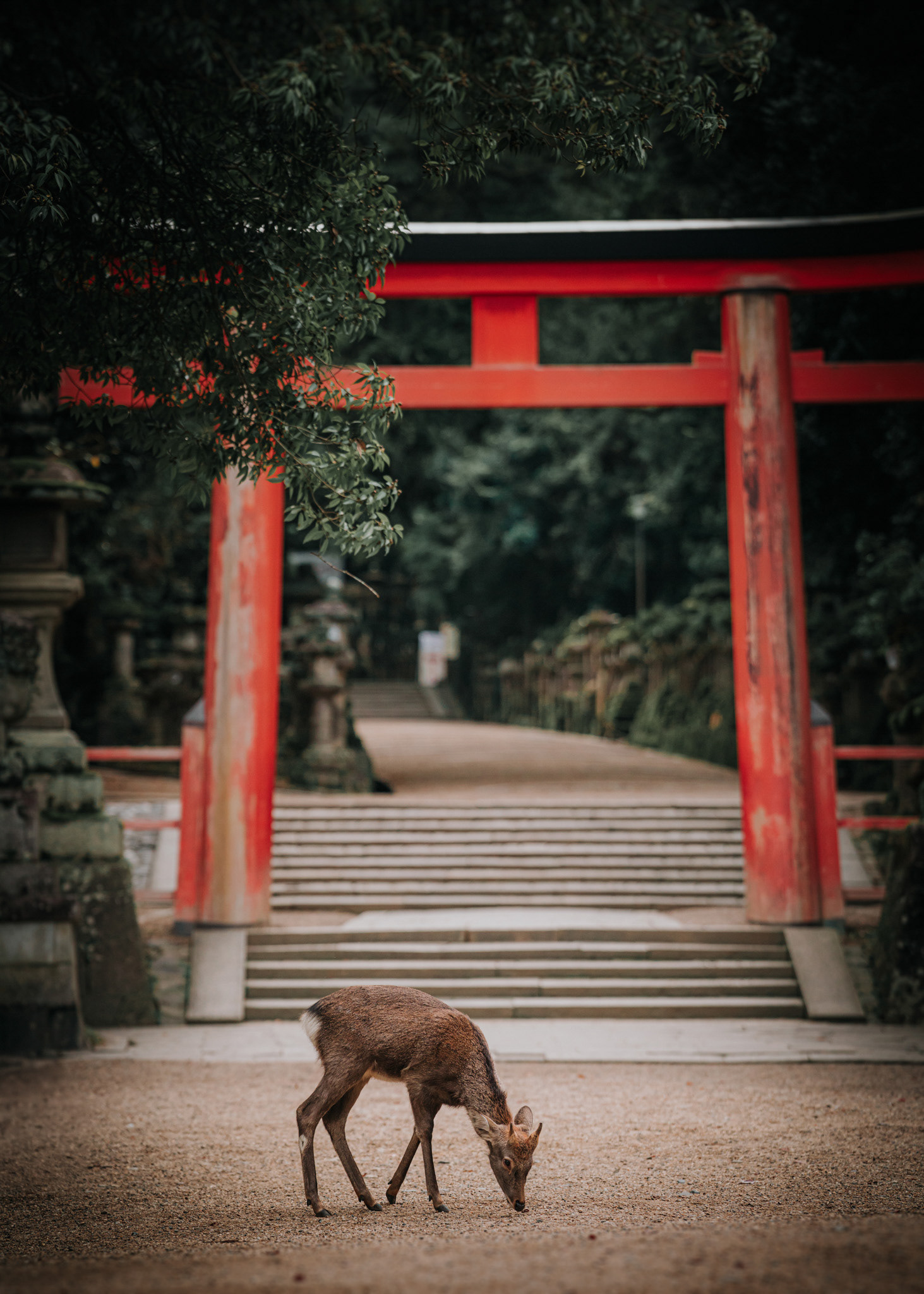A dear and Torii gate