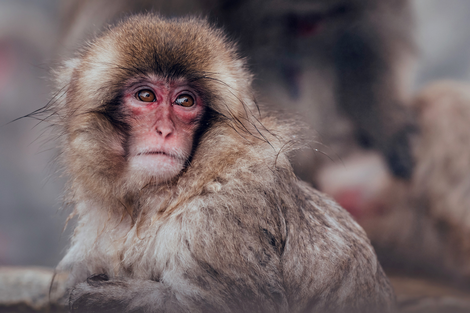 snow monkey in Jigokudani in Nagano