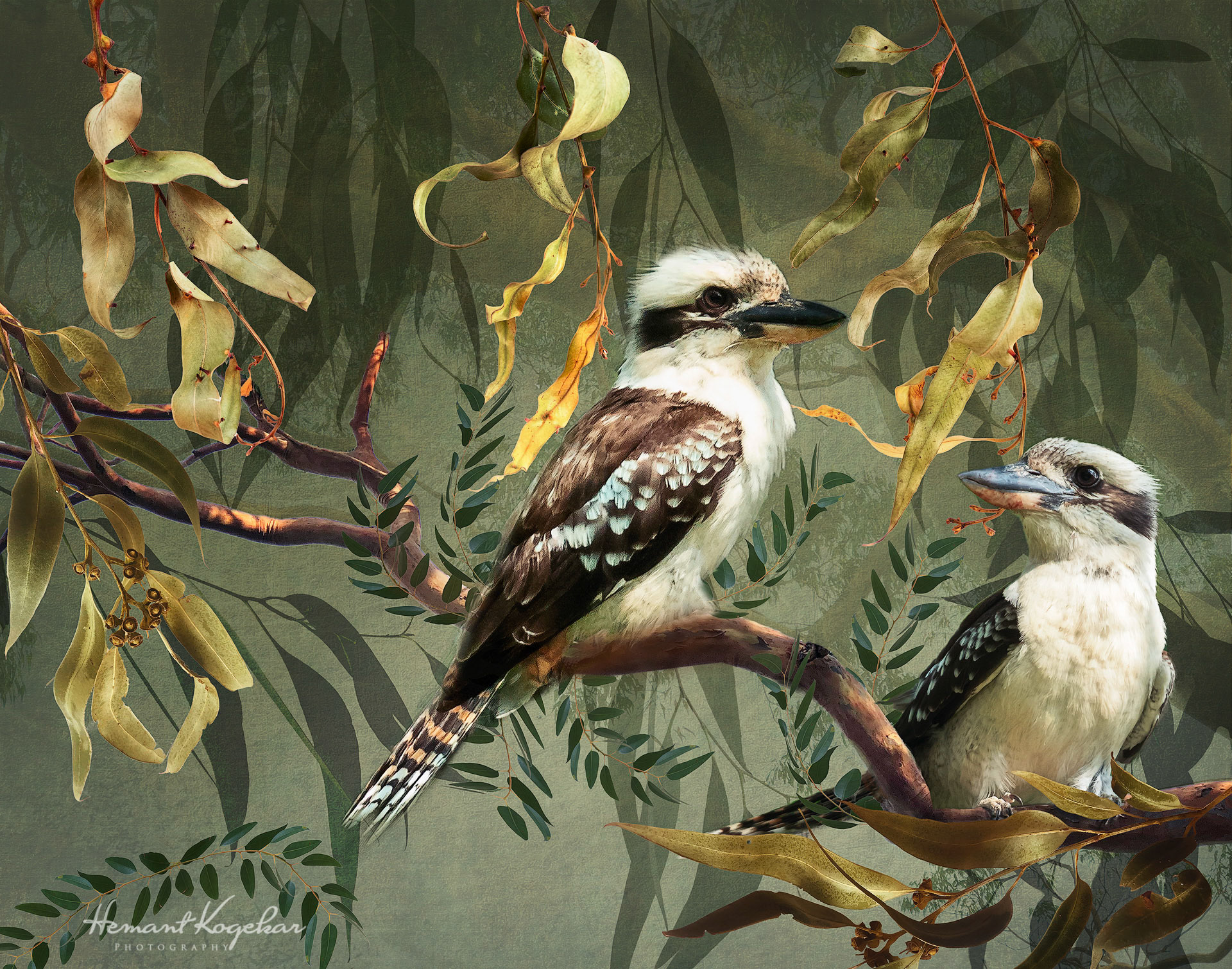Two Kookaburras