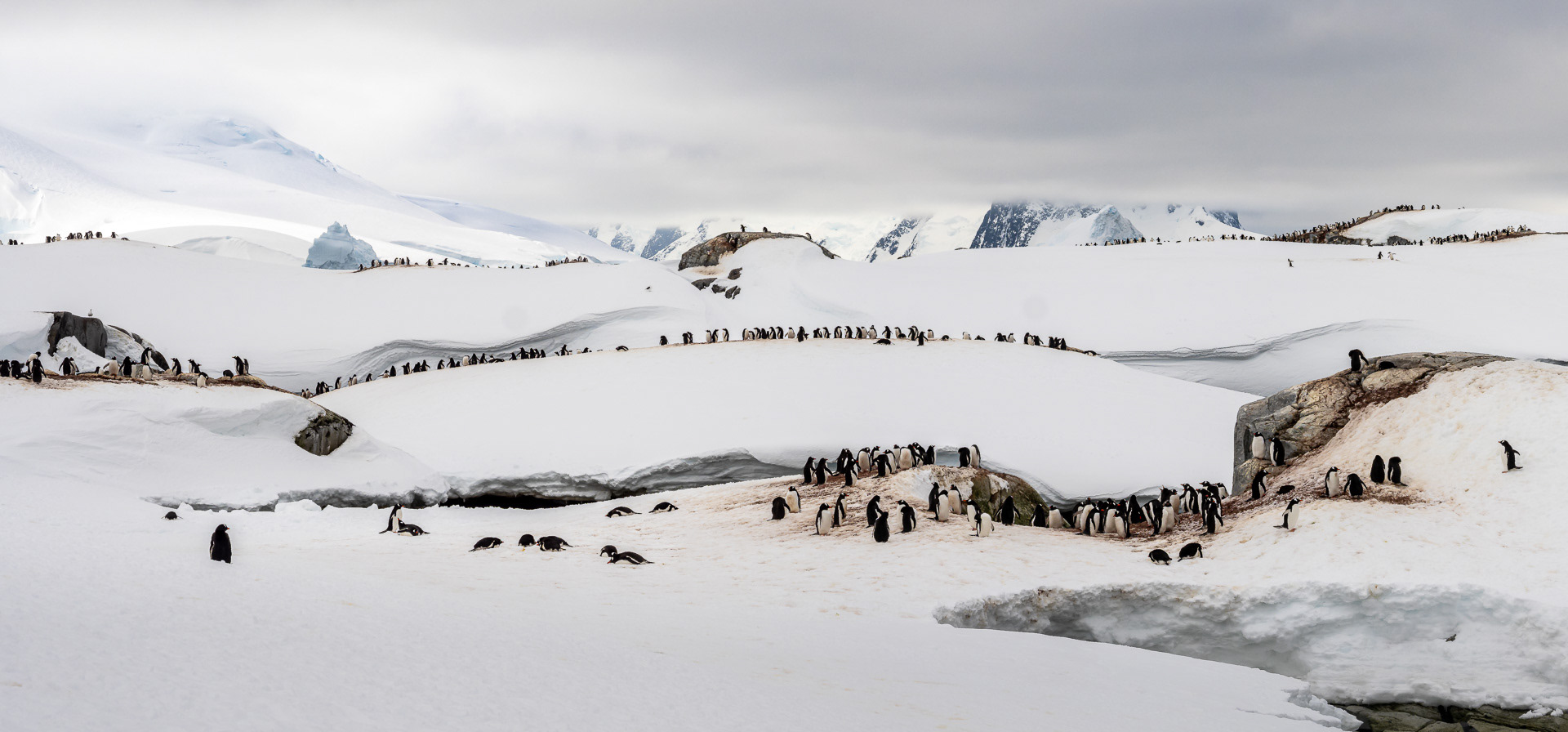 Penguin Colony