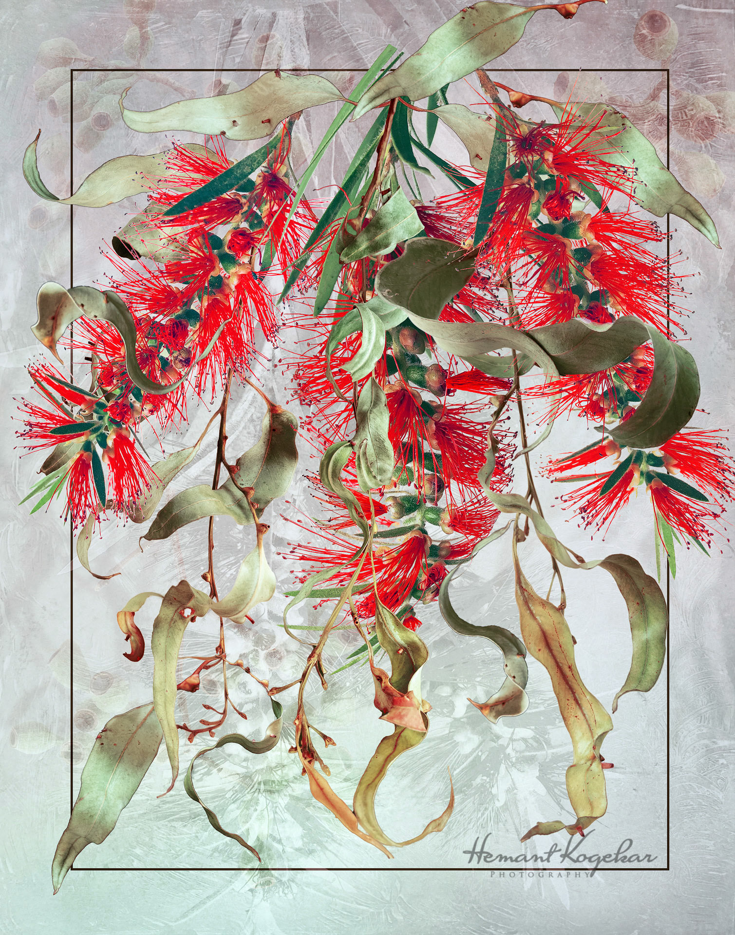 Bottlebrush