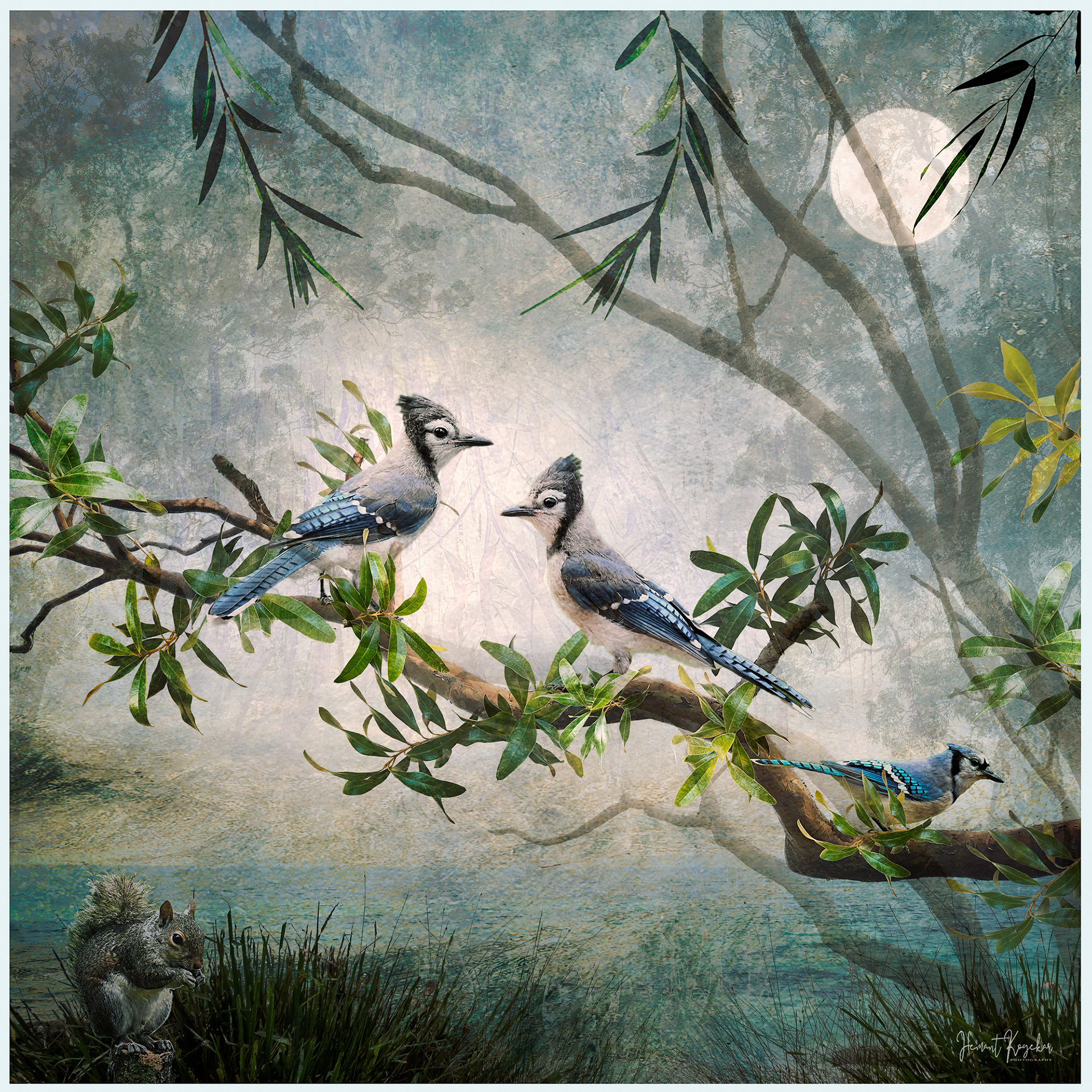 Bluejays