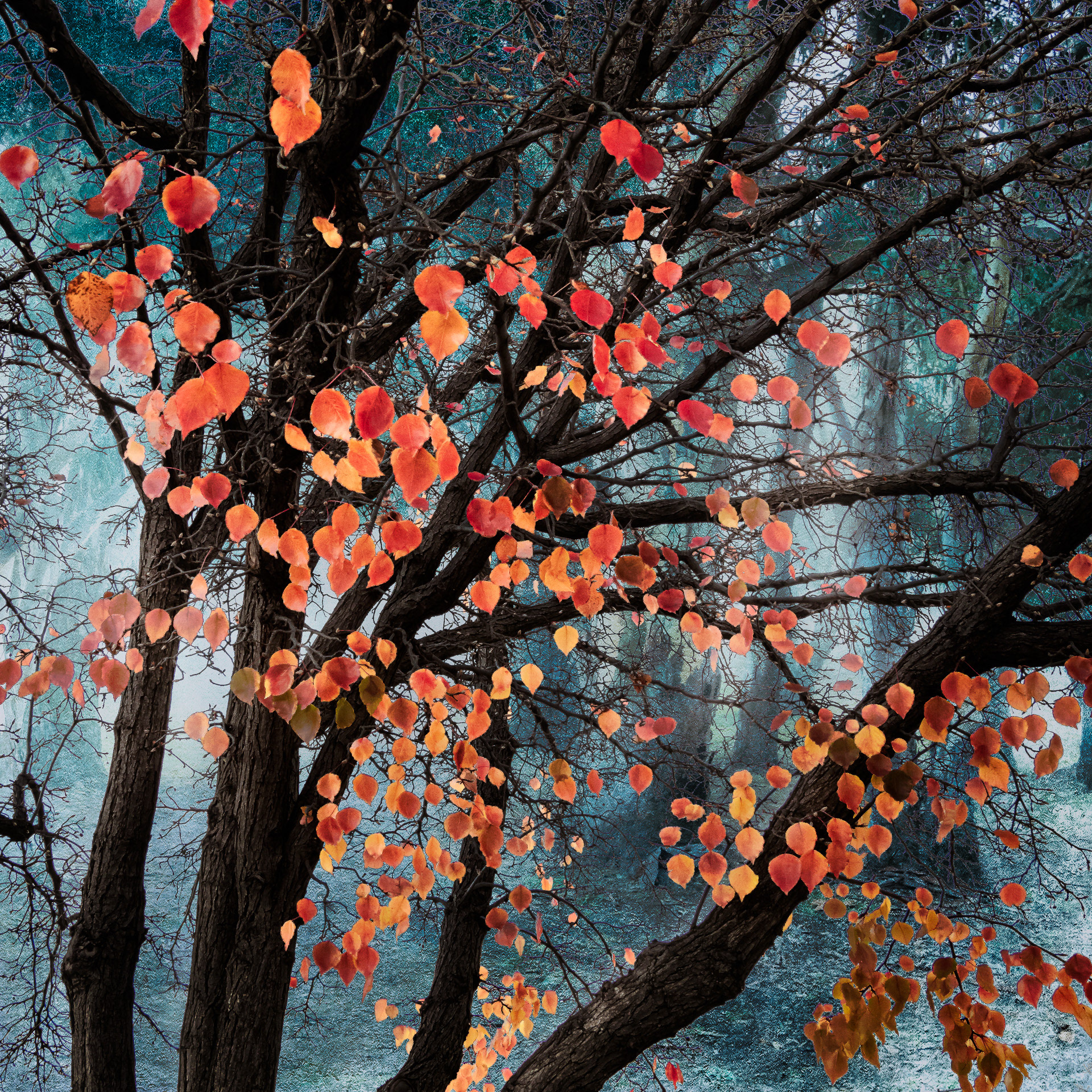 Autumn in Mudgee