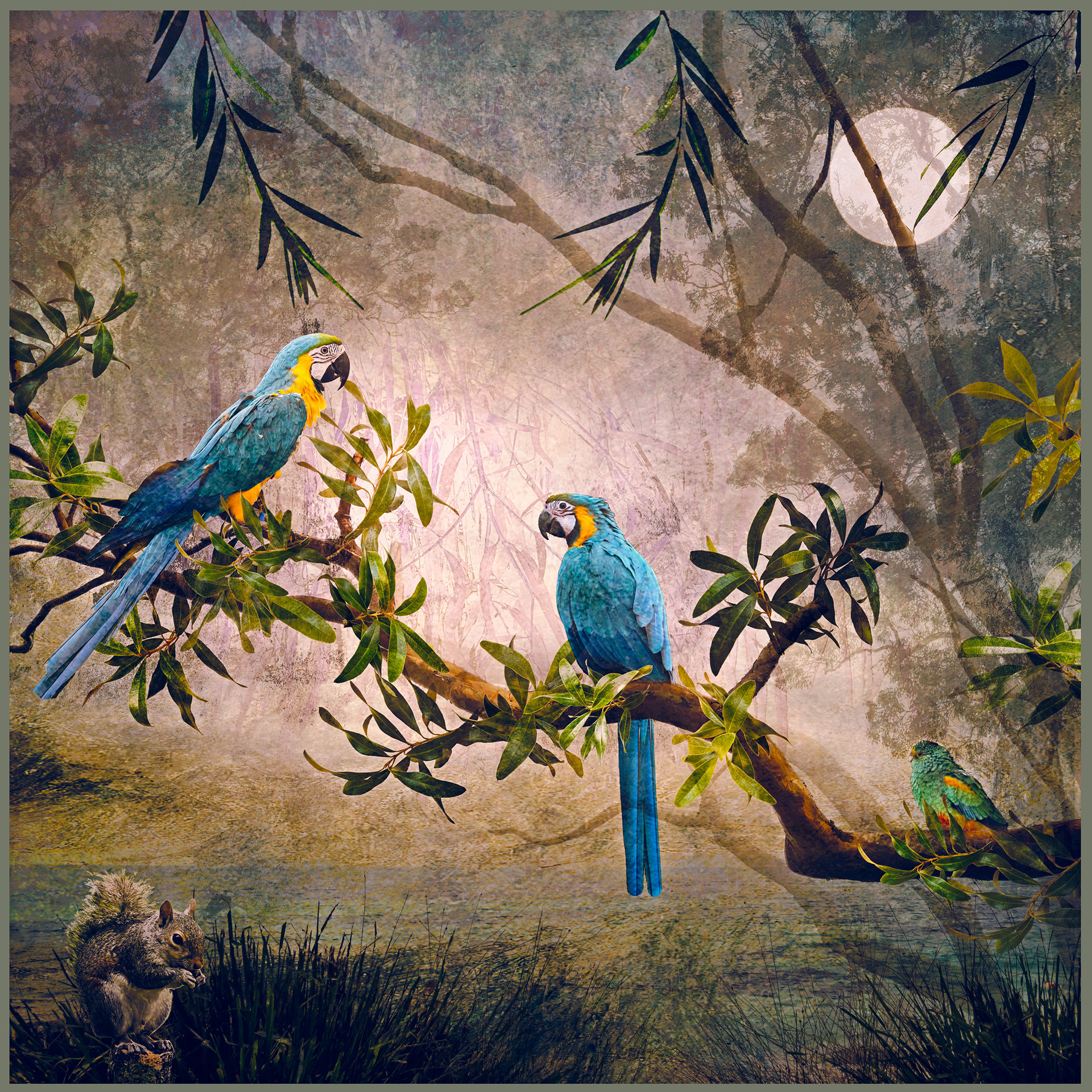Macaws