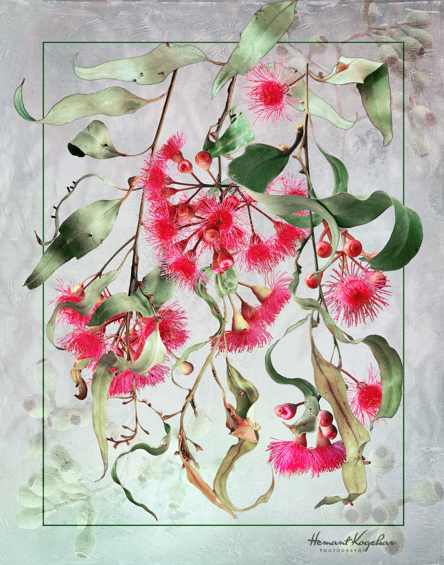 Eucalyptus blossom