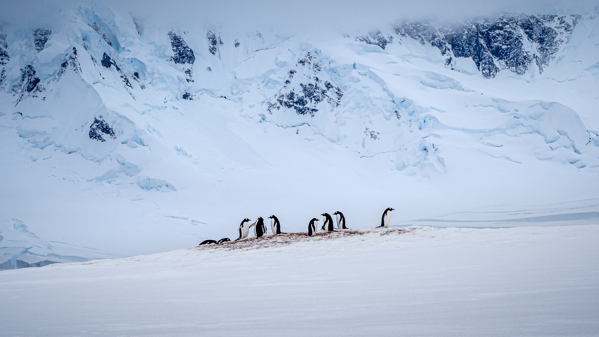 Gentoo penguins at Damoy Point