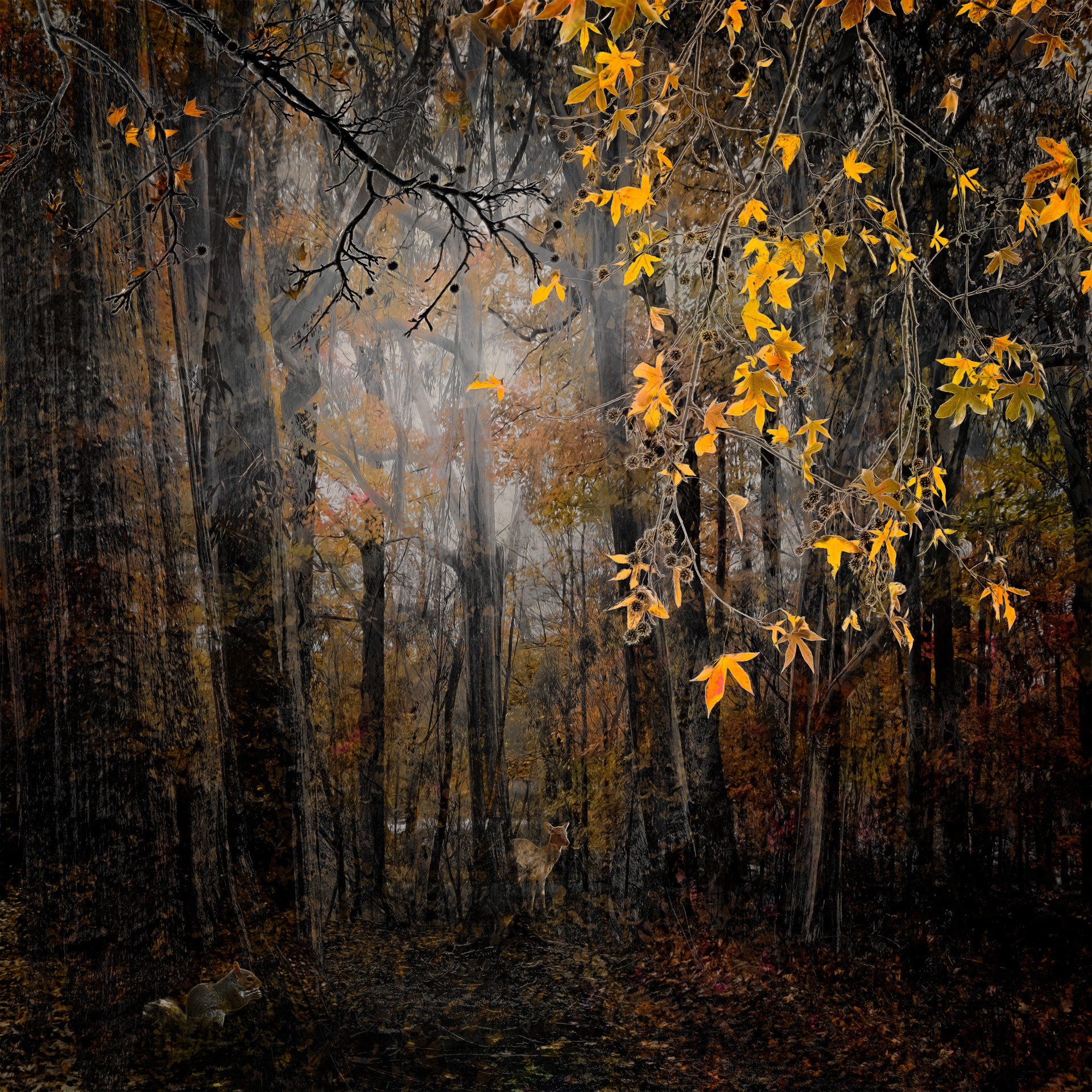 Lost in Woods