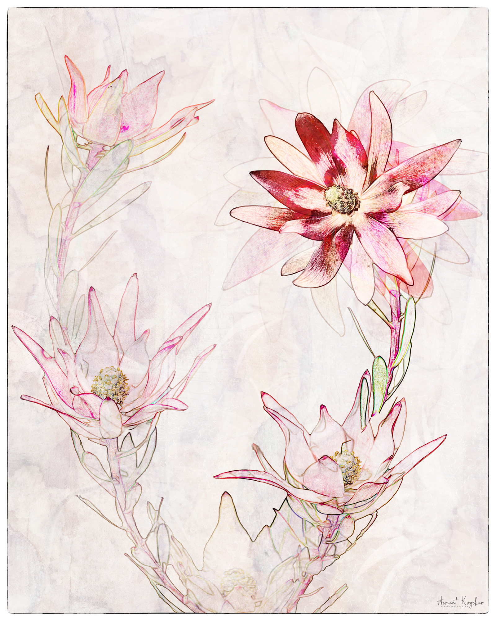 Proteas