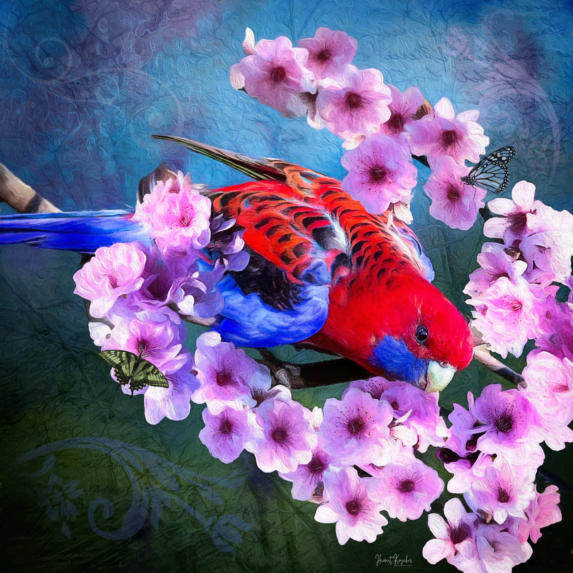 Rosella