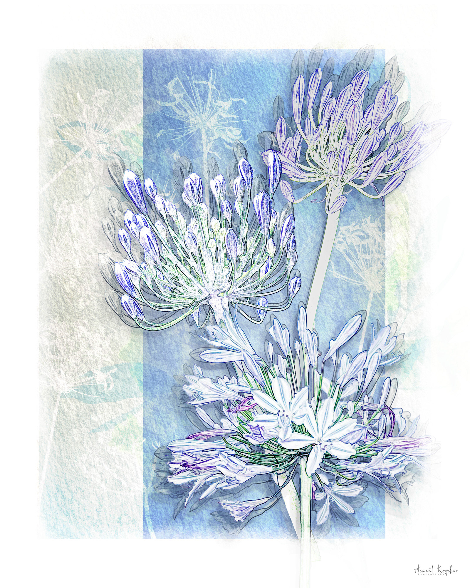 Agapanthus 3